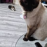 animal, background, cat, cats, close_up, collar, curtain, feline, floor, furniture, home, indoor, living_room, pet, portrait, remote_control, siamese_cat, sitting, tag, television