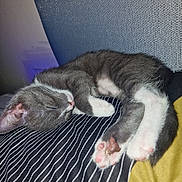 Cass joined the competition — help win amazing prizes! animal, close_up, cozy, cute, fur, gray_cat, indoor, kitten, nap, paw, pet, pink_paw_pads, relaxed, resting, sleeping, soft, striped_fabric, whiskers, white_paws, young_cat