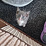 Cass is registered to the contest to win money with this photo: blue_eyes, carpet, cat, cozy, curious, cute, domestic_animal, floor, footwear, furniture, grey_cat, indoor, kitten, looking_up, pet_bed, purple_croc, small_animal, soft_texture, whiskers, white_fur