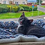 animal, blanket, cat, cozy, curious, cute, fur, gray_cat, greenery, house, indoor, kitten, outdoor_view, pet, relaxing, resting, soft_light, suburban, white_cat, window
