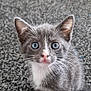 animal, blue_eyes, carpet, cat, curious, cute, domestic, ears, fur, gray, indoor, kitten, looking, pet, sitting, small, toy, whiskers, white, young