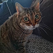 Lili a rejoint le concours — aidez-le/la à gagner de superbes lots ! cat, tabby, pet, animal, feline, green_eyes, whiskers, ears, fur, striped, sitting, alert, portrait, close_up, indoors, couch, blanket, window, cozy, home