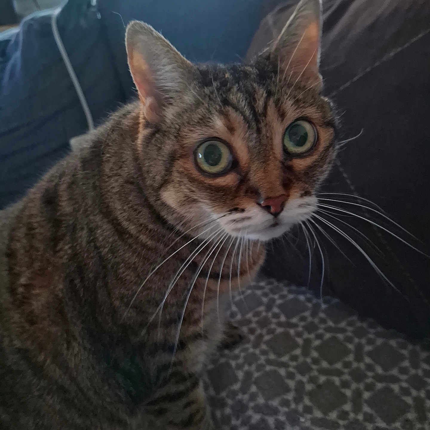 Lili a rejoint le concours — aidez-le/la à gagner de superbes lots ! cat, tabby, pet, animal, feline, green_eyes, whiskers, ears, fur, striped, sitting, alert, portrait, close_up, indoors, couch, blanket, window, cozy, home