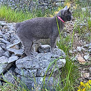 Missty participe au concours pour gagner de l'argent avec cette photo : animal, cat, collar, curious, feline, flora, grass, gray_cat, greenery, nature, outdoor, pet, rock, side_view, standing, stone, sunlight, wild, wildflowers, yellow_flowers
