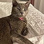 animal, bed, cat, closeup, collar, cozy, cute, domestic_cat, ears, feline, fur, gray_cat, indoor, mammal, pet, quilt, relaxed, resting, sleepy, whiskers