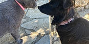 Missty a rejoint le concours — aidez-le/la à gagner de superbes lots ! animal, black_dog, cat, close_up, collar, curious, daylight, dog, domestic, friendship, fur, gray_cat, nose_to_nose, outdoor, pet, plants, shadow, stone_patio, stone_wall, sunlight