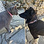 animal, black_dog, cat, close_up, collar, curious, daylight, dog, domestic, friendship, fur, gray_cat, nose_to_nose, outdoor, pet, plants, shadow, stone_patio, stone_wall, sunlight
