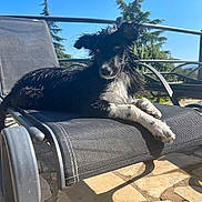 Vicky participe au concours pour gagner de l'argent avec cette photo : animal, black_and_white, blue_sky, chair, daytime, dog, fur, lying_down, mesh, nature, outdoor, patio, paws, pet, relaxed, shadows, sunlight, sunshine, trees, wet