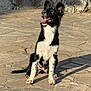 Vicky a rejoint le concours — aidez-le/la à gagner de superbes lots ! animal, black_and_white, canine, daylight, dog, ears_up, fur, happy, looking_up, nature, outdoor, pet, playful, shadow, sitting, stone_patio, stone_wall, sunlight, tongue_out, young_dog