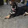 Elsa joined the competition — help win amazing prizes! animal, bicycle, black_and_tan, canine, collar, concrete_floor, crossed_paws, daylight, dog, ears_up, fence, greenery, lying_down, nature, outdoor, pet, playful, relaxed, shadow, tongue_out