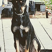 Elsa joined the competition — help win amazing prizes! dog, black_dog, tan_dog, sitting, wooden_deck, outdoor, furniture, plant, ears, paw, tail, pet, animal, canine, backyard, daylight, nature, domestic_animal, alert, portrait