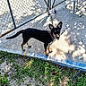 Elsa joined the competition — help win amazing prizes! animal, black_dog, canine, chain_link_fence, collar, concrete, daylight, dog, gate, grass, happy, metal, nature, outdoor, pet, playful, shadow, standing, sunlight, yard