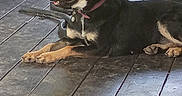Elsa is registered to the contest to win money with this photo: animal, bicycle_tire, black_and_tan, canine, collar, dog, domestic_animal, ears, floor, leisure, metal_bowl, outdoor, paw, pet, quiet, relaxed, resting, side_view, sunlight, wooden_deck