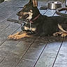 animal, bicycle_tire, black_and_tan, canine, collar, dog, domestic_animal, ears, floor, leisure, metal_bowl, outdoor, paw, pet, quiet, relaxed, resting, side_view, sunlight, wooden_deck