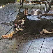 Elsa joined the competition — help win amazing prizes! animal, bicycle, black_and_tan, canine, collar, dog, domestic_animal, ears_up, leisure, metal_bowl, outdoor, pet, porch, relaxed, resting, shade, tire, tongue_out, tool, wooden_floor
