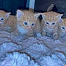 animal_group, blanket, blue_eyes, cat, curious, cute, domestic_cat, feline, fur, furry, indoor, kitten, multiple_animals, orange_cat, pet, resting, sleeping_area, small, soft_texture, young_animal