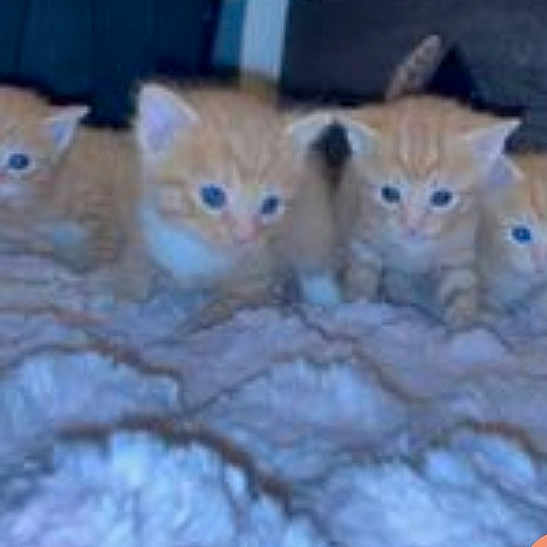 Golden Girls joined the competition — help win amazing prizes! kitten, cat, orange_cat, blue_eyes, multiple_animals, furry, pet, young_animal, indoor, soft_texture, blanket, cute, small, animal_group, fur, sleeping_area, domestic_cat, feline, resting, curious
