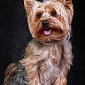 adorable, animal, black_background, canine, companion, cute, dog, domestic_animal, fluffy, friendly, fur, happy, mammal, pet, portrait, sitting, small_dog, studio, tongue_out, yorkshire_terrier
