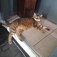 Rose a rejoint le concours — aidez-le/la à gagner de superbes lots ! cat, tabby, indoor, floor, tile, wooden_cabinet, green_eyes, pet, animal, relaxed, curious, feline, home, light_shadow, brown, striped, whiskers, paws, tail, resting