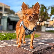 Vaïa participe au concours pour gagner de l'argent avec cette photo : dog, chihuahua, long_hair, brown_fur, denim_harness, pet, canine, portrait, outdoor, sunlight, standing, stone_ledge, paved_surface, garden, blue_sky, blurred_background, bokeh, ears, tail, fashionable