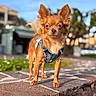 dog, chihuahua, long_hair, brown_fur, denim_harness, pet, canine, portrait, outdoor, sunlight, standing, stone_ledge, paved_surface, garden, blue_sky, blurred_background, bokeh, ears, tail, fashionable