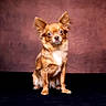 Vaïa participe au concours pour gagner de l'argent avec cette photo : dog, chihuahua, small_dog, long_hair, fluffy, brown_coat, copper_coat, sitting, portrait, studio, pet, animal, ears, white_chest, front_view, looking_at_camera, centered, burgundy_background, dark_floor, photography