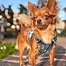Vaïa participe au concours pour gagner de l'argent avec cette photo : dog, puppy, small_dog, long_hair, brown_fur, fluffy_ears, denim_vest, pet, animal, portrait, outdoor, sunlight, bokeh, shallow_depth_of_field, sidewalk, standing, fashion, cute, collar, windblown_fur
