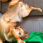 Vaïa a rejoint le concours — aidez-le/la à gagner de superbes lots ! dog, golden_dog, puppy, pet, animal, fluffy, long_hair, golden_fur, upside_down, lying_down, belly_up, paws, legs, face, eyes, nose, couch, sofa, blanket, indoor