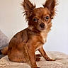 Vaïa participe au concours pour gagner de l'argent avec cette photo : dog, small_dog, long_hair, reddish_brown, upright_ears, sitting, portrait, close_up, indoors, bed, blanket, brown_fur, pet, canine, looking_at_camera, whiskers, tail, soft_lighting, home, adorable