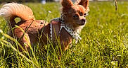 Vaïa participe au concours pour gagner de l'argent avec cette photo : dog, chihuahua, small_dog, long_hair, brown_fur, pointed_ears, harness, outdoor, meadow, grass, wildflowers, sunlight, nature, animal_portrait, pet, standing, alert, blurred_background, blue_sky, close_up