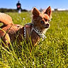 dog, chihuahua, small_dog, long_hair, brown_fur, pointed_ears, harness, outdoor, meadow, grass, wildflowers, sunlight, nature, animal_portrait, pet, standing, alert, blurred_background, blue_sky, close_up