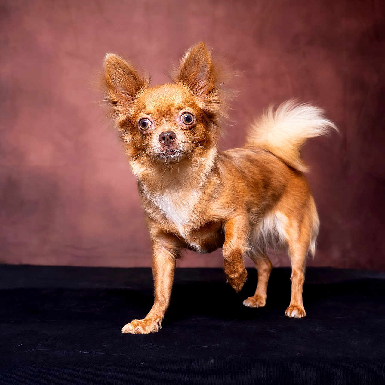 Vaïa a rejoint le concours — aidez-le/la à gagner de superbes lots ! dog, chihuahua, small_dog, long_hair, brown_fur, white_fur, standing, studio, portrait, pet, animal, fluffy_tail, pointed_ears, wide_eyes, raised_paw, pink_toy, dark_background, brown_backdrop, indoor, photography