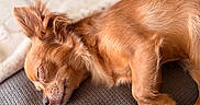 Vaïa a rejoint le concours — aidez-le/la à gagner de superbes lots ! dog, sleeping, curled_up, small_dog, brown_fur, long_hair, floppy_ears, closed_eyes, indoors, couch, blanket, textured_fabric, resting, relaxed, cozy, pet, animal, warm_lighting, close_up, portrait
