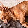 dog, sleeping, curled_up, small_dog, brown_fur, long_hair, floppy_ears, closed_eyes, indoors, couch, blanket, textured_fabric, resting, relaxed, cozy, pet, animal, warm_lighting, close_up, portrait