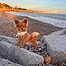 Vaïa participe au concours pour gagner de l'argent avec cette photo : dog, small_dog, long_hair, brown_fur, pointed_ears, fluffy_tail, harness, polka_dot, pet, beach, seaside, ocean, waves, shoreline, rocks, pebbles, sunset, outdoor, portrait, travel
