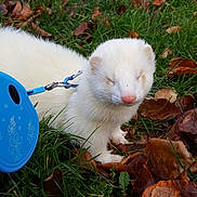 Stitch a rejoint le concours — aidez-le/la à gagner de superbes lots ! fauna, grass, grass_family, plant, snout, whiskers