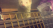 Stitch participe au concours pour gagner de l'argent avec cette photo : fauna, ferret, gerbil, hamster, mammal, mouse, muridae, muroidea, rat, snout, whiskers