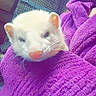 Stitch a rejoint le concours — aidez-le/la à gagner de superbes lots ! carnivoran, cat, cat_like_mammal, ferret, kitten, small_to_medium_sized_cats, snout, weasel, whiskers