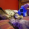 Cooper a rejoint le concours — aidez-le/la à gagner de superbes lots ! blue, carnivoran, dog_like_mammal, fun, purple