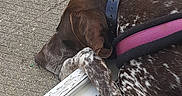 Cooper a rejoint le concours — aidez-le/la à gagner de superbes lots ! adventure, dog_like_mammal, snout