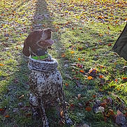 Cooper a rejoint le concours — aidez-le/la à gagner de superbes lots ! branch, fauna, flora, grass, leaf, plant, tree, wildlife
