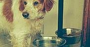 Appolo a rejoint le concours — aidez-le/la à gagner de superbes lots ! carnivoran, dog, dog_breed, dog_like_mammal, ear, snapshot, snout, whiskers