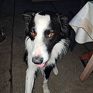 Tacos participe au concours pour gagner de l'argent avec cette photo : accessories, animal, canine, chair, clothing, collie, couch, dog, footwear, furniture, hound, husky, lamp, leash, person, pet, puppy, shoe, slate, strap