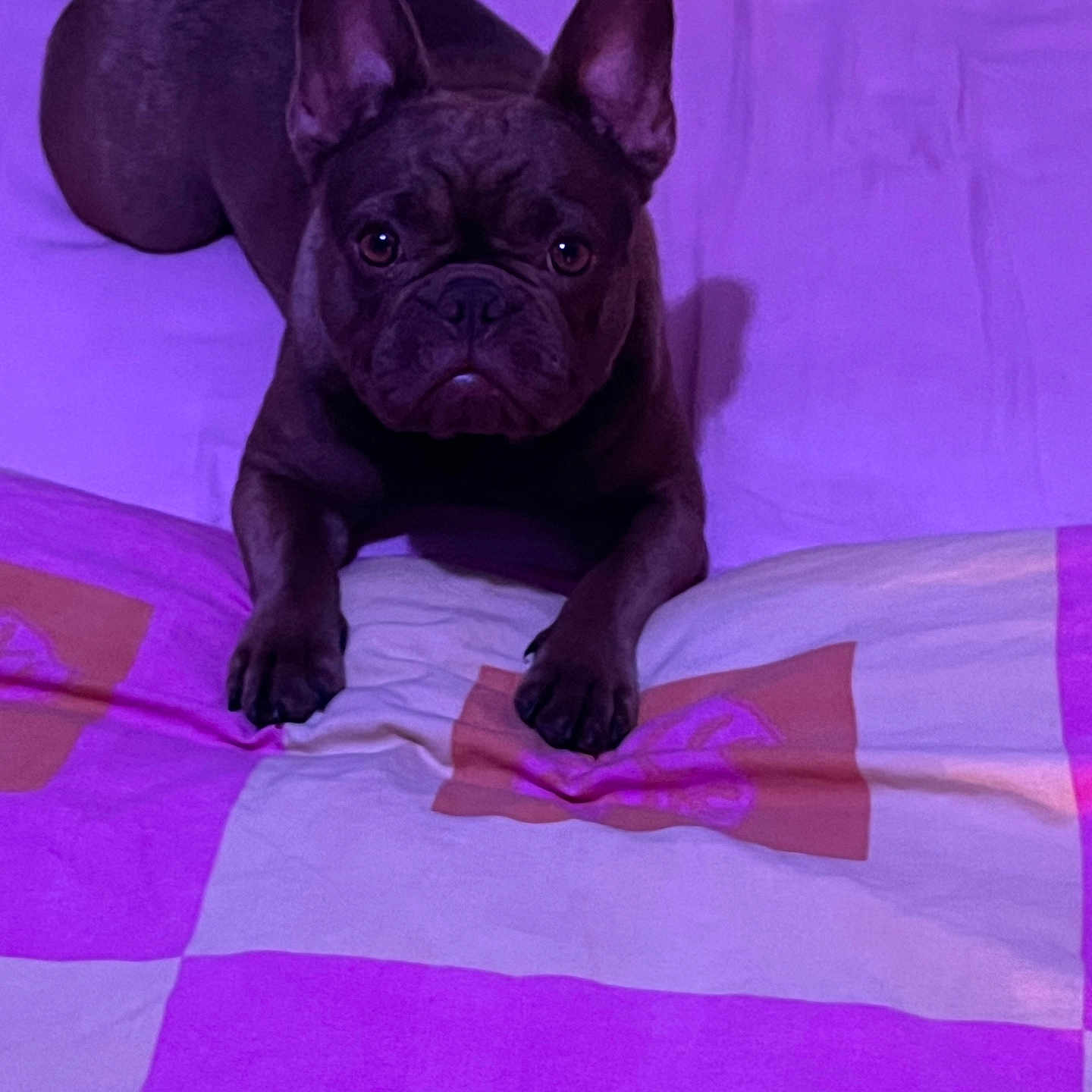 Tenessee participe au concours pour gagner de l'argent avec cette photo : animal, bed, bedroom, blanket, boxer, bulldog, canine, dog, frenchbulldog, furniture, indoors, pet, pitbull, puppy, purple, quilt, room