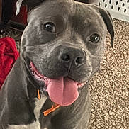 Alex joined the competition — help win amazing prizes! animal, canine, carpet, close_up, collar, dog, domestic_dog, ears, floor, fur, gray_dog, happy, household, indoor, looking_up, pet, playful, snout, tongue_out, white_patch