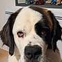 Bella a rejoint le concours — aidez-le/la à gagner de superbes lots ! dog, close_up, indoor, pet, animal, st_bernard, fur, expression, face, black_and_white, decor, figurines, shelf, muzzle, ears, whiskers, portrait, home, cute, large_dog