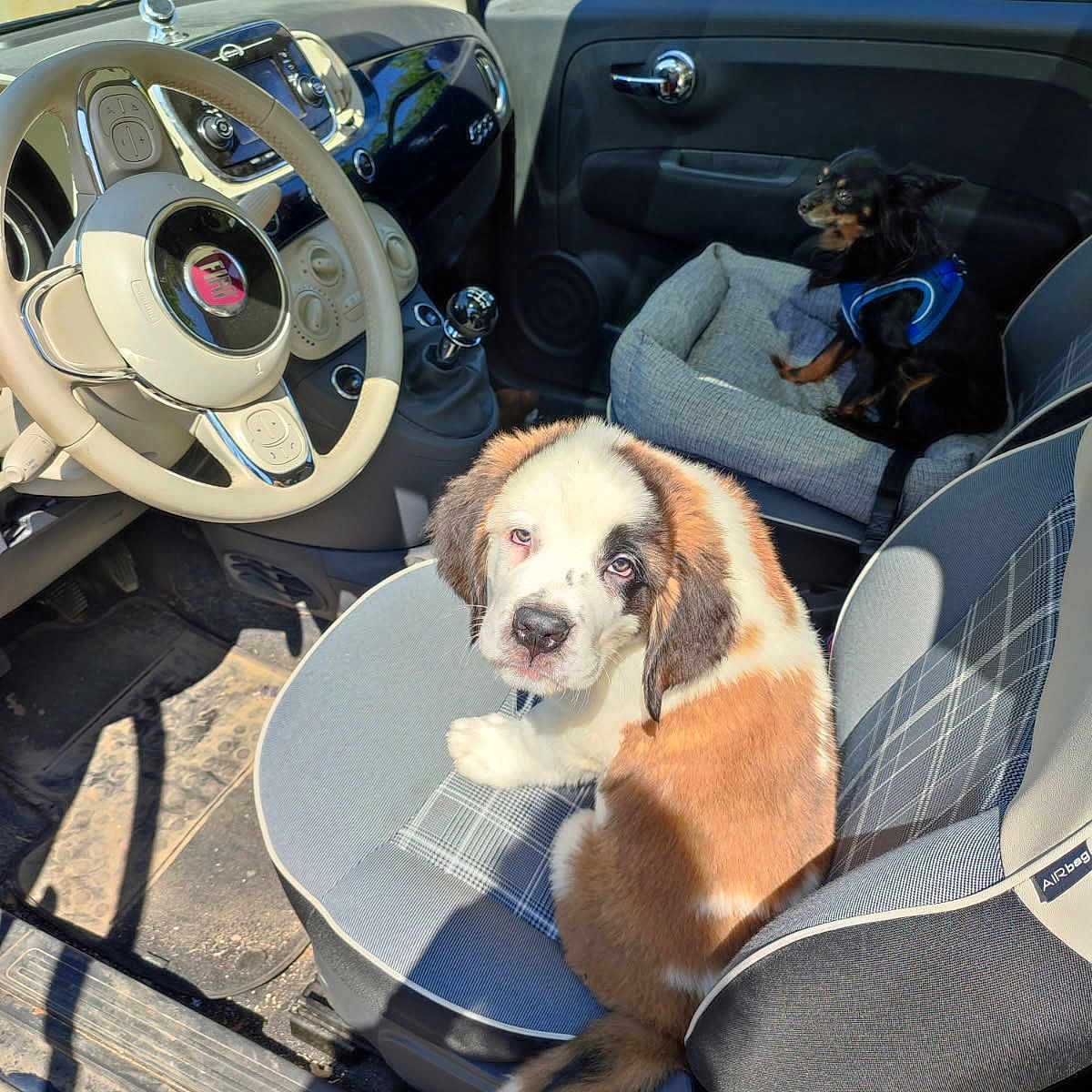 Bella participe au concours pour gagner de l'argent avec cette photo : animal, car_interior, car_seat, dashboard, dog, dog_bed, door_handle, pet, pet_harness, puppy, saint_bernard, seat_cover, seatbelt, shadow, side_mirror, small_dog, steering_wheel, sunlight, vehicle, window