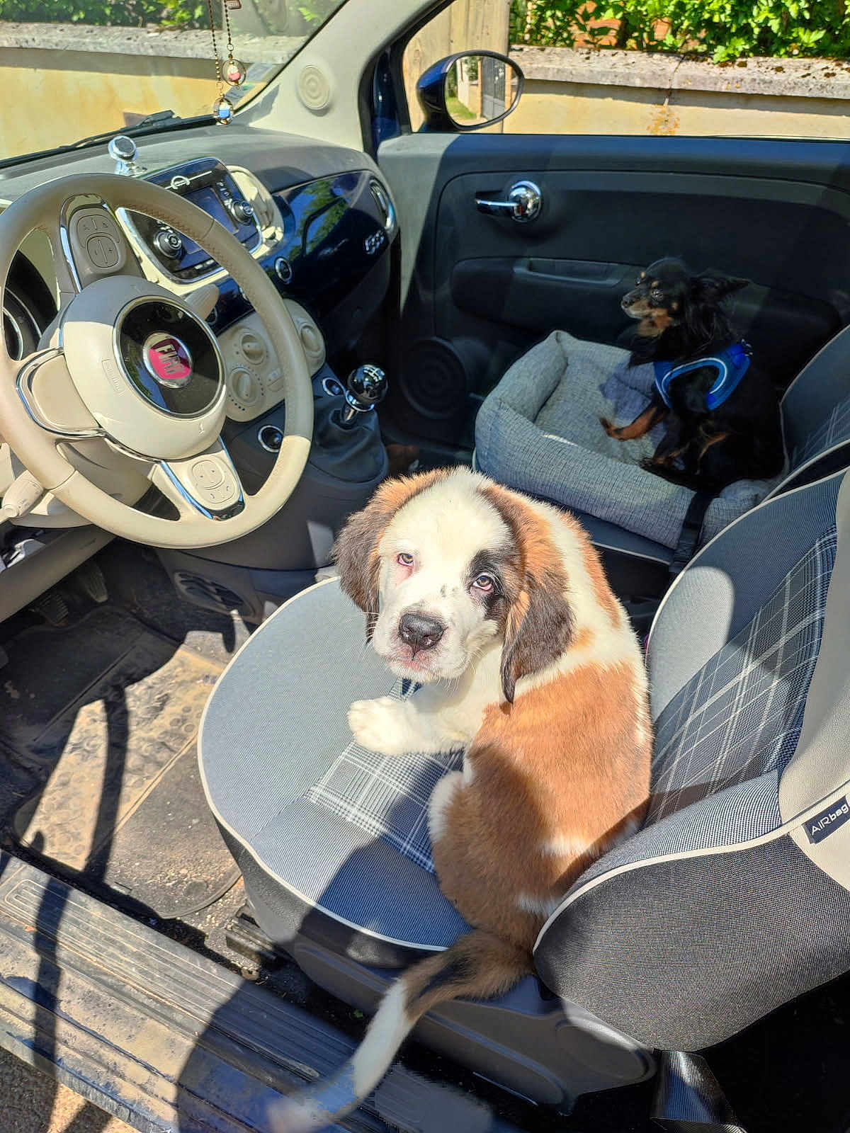 Bella participe au concours pour gagner de l'argent avec cette photo : dog, puppy, saint_bernard, small_dog, car_interior, car_seat, steering_wheel, dog_bed, sunlight, shadow, window, side_mirror, seat_cover, seatbelt, door_handle, dashboard, pet, pet_harness, animal, vehicle