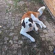 Bella participe au concours pour gagner de l'argent avec cette photo : dog, saint_bernard, lying_down, outdoor, cobblestone, moss, wooden_wall, tail, pet, animal, grass, plants, relaxed, brown_and_white, large_dog, nature, daylight, companion, friendly, canine