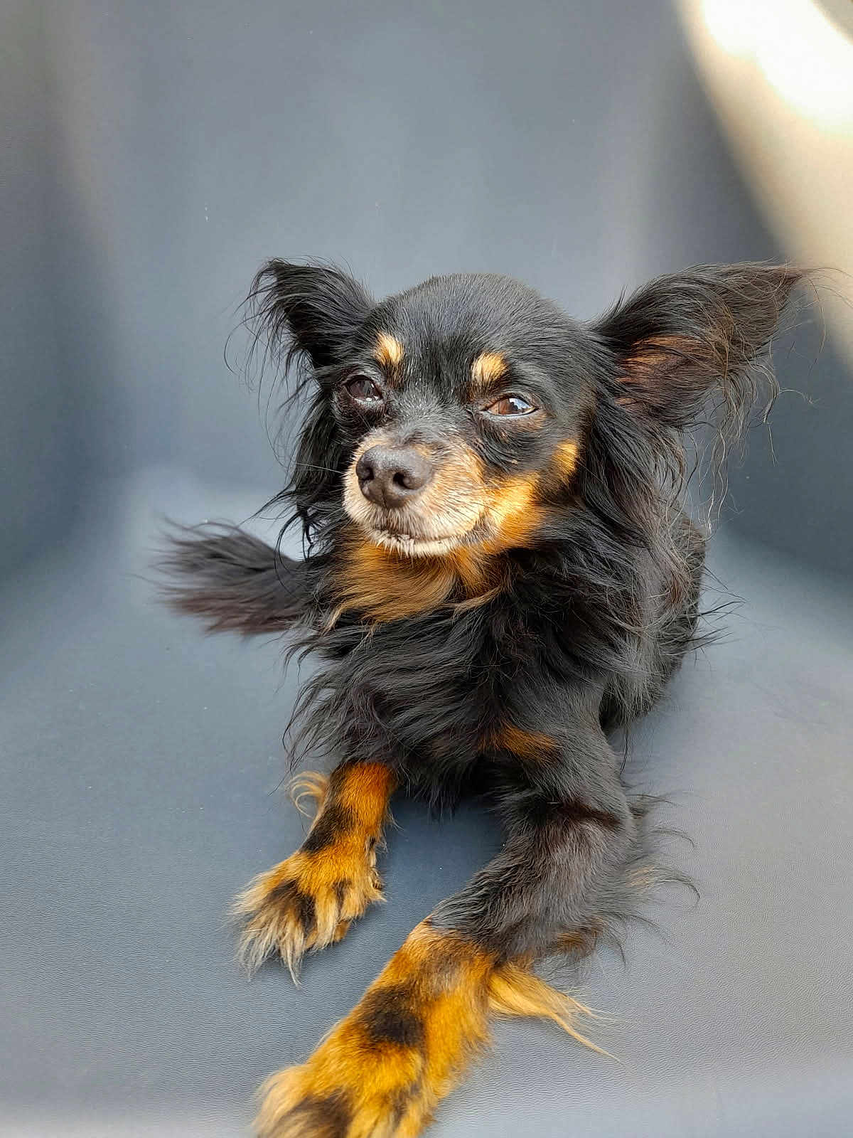 Jojo participe au concours pour gagner de l'argent avec cette photo : dog, black_dog, tan_fur, long_fur, pet, animal, ears, face, paw, lying_down, fur, canine, domestic_animal, muzzle, whiskers, closeup, portrait, looking_away, indoor, resting